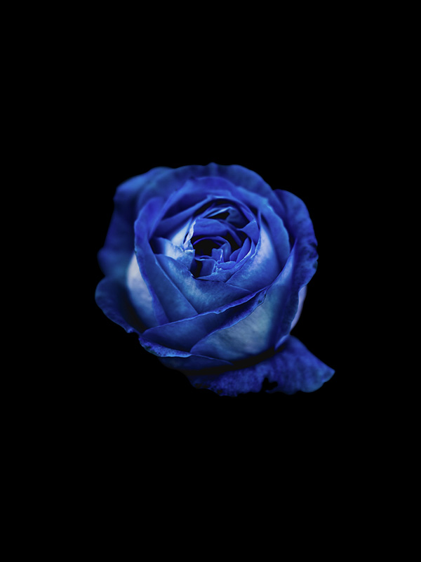 blue-flower-isolated.jpg